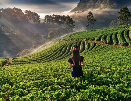 Kerala�s Enchanting Backwaters & Hill Station Escape